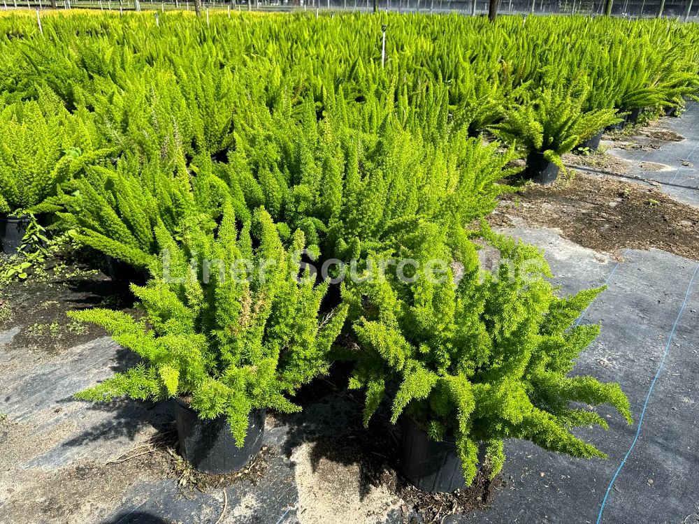 asparagus-densiflorus-meyerii-foxtail-fern-asparagus-densiflorus-myers