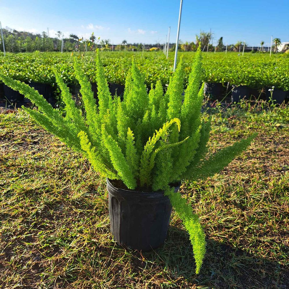 asparagus-densiflorus-meyerii-foxtail-fern-asparagus-densiflorus-myers