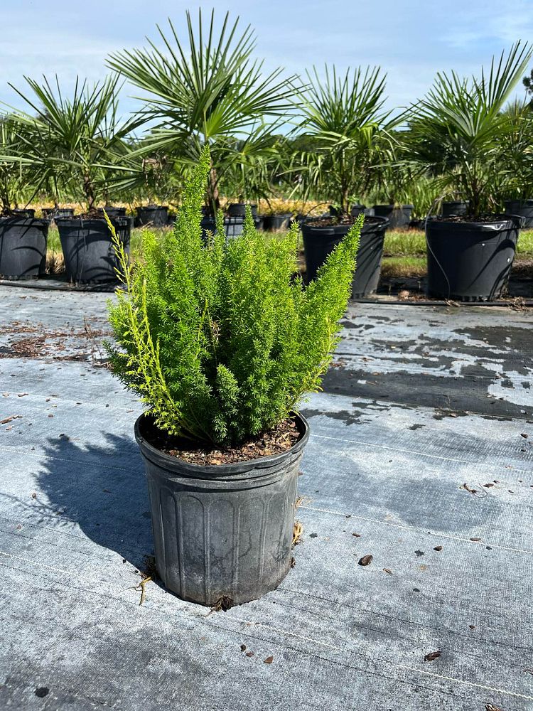 asparagus-densiflorus-meyerii-foxtail-fern-asparagus-densiflorus-myers