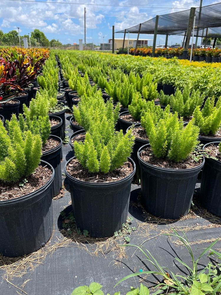 asparagus-densiflorus-meyerii-foxtail-fern-asparagus-densiflorus-myers