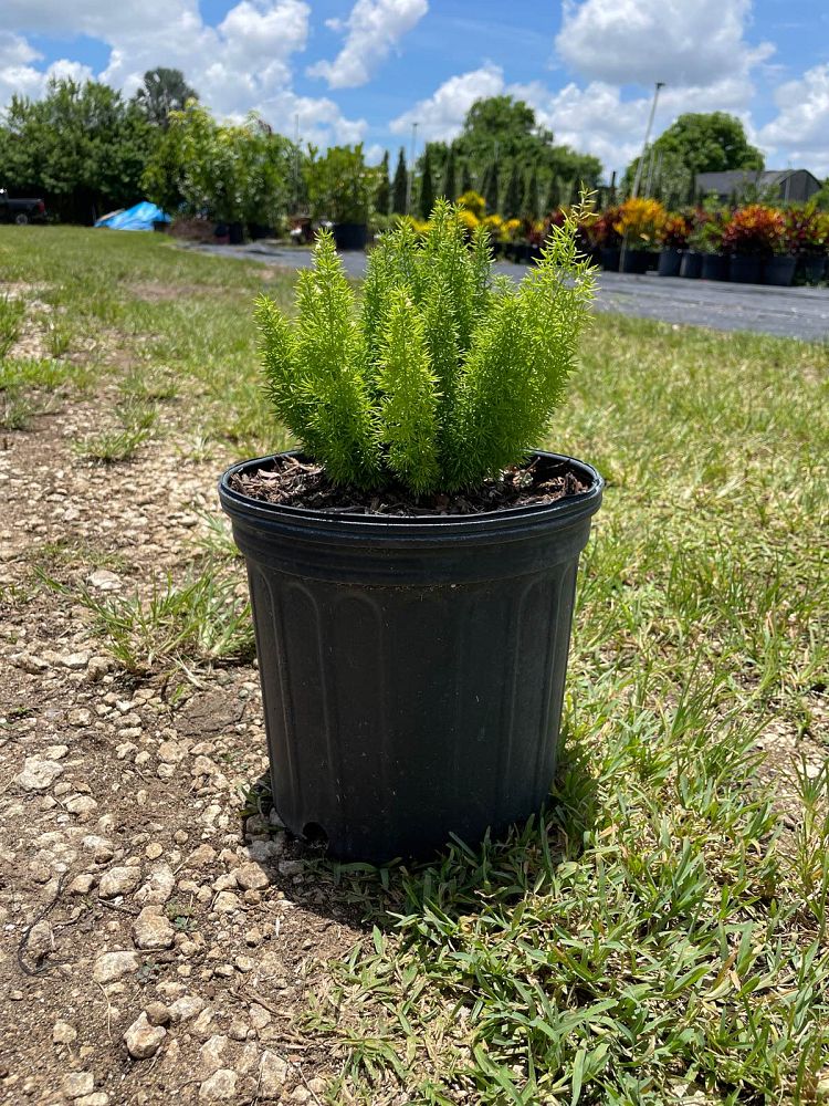 asparagus-densiflorus-meyerii-foxtail-fern-asparagus-densiflorus-myers