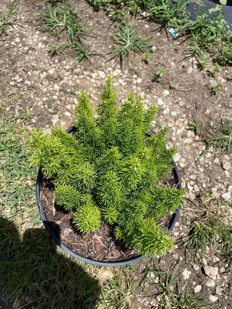 asparagus-densiflorus-meyerii-foxtail-fern-asparagus-densiflorus-myers