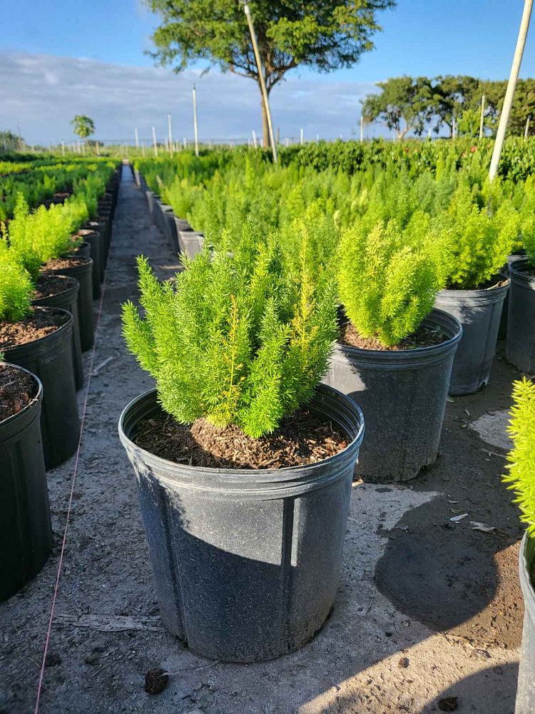 asparagus-densiflorus-meyerii-foxtail-fern-asparagus-densiflorus-myers