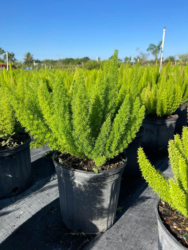 asparagus-densiflorus-meyerii-foxtail-fern-asparagus-densiflorus-myers