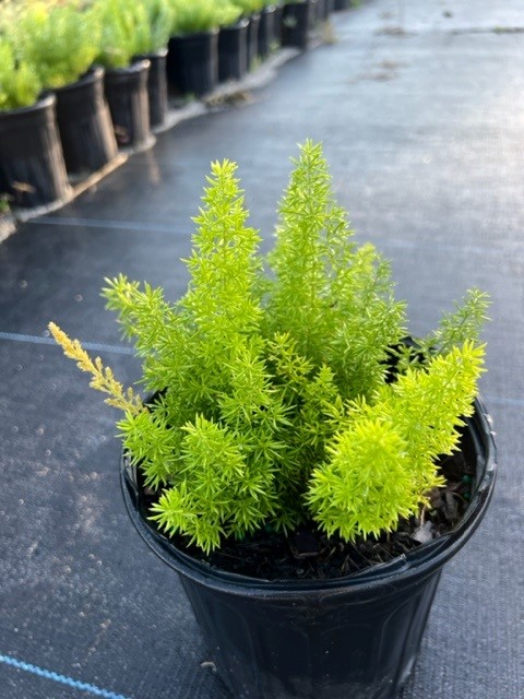 asparagus-densiflorus-meyerii-foxtail-fern-asparagus-densiflorus-myers