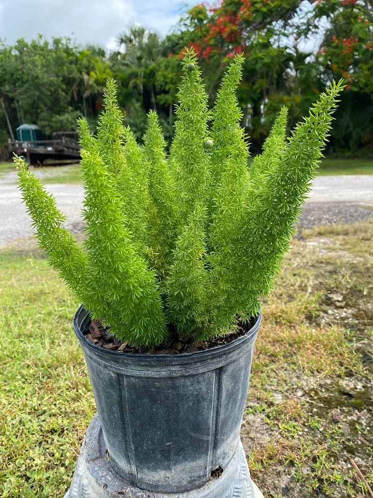 asparagus-densiflorus-meyerii-foxtail-fern-asparagus-densiflorus-myers