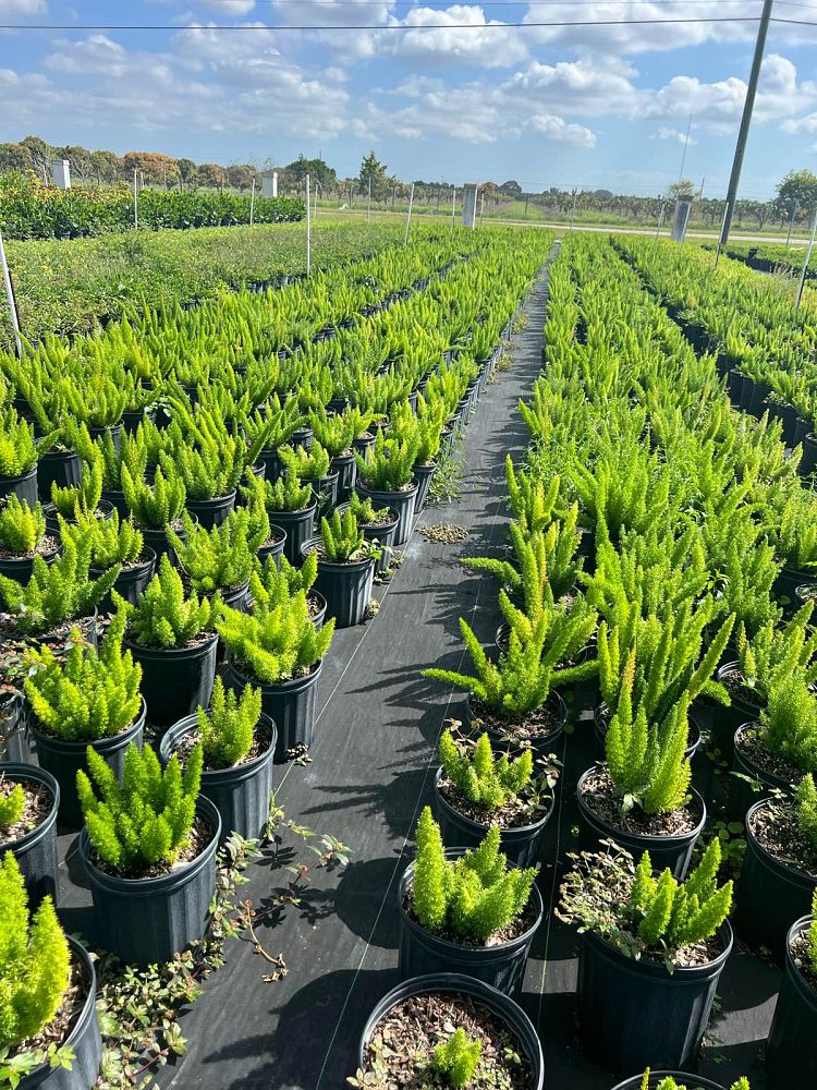 asparagus-densiflorus-meyerii-foxtail-fern-asparagus-densiflorus-myers