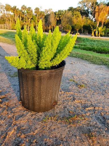 asparagus-densiflorus-meyerii-foxtail-fern-asparagus-densiflorus-myers