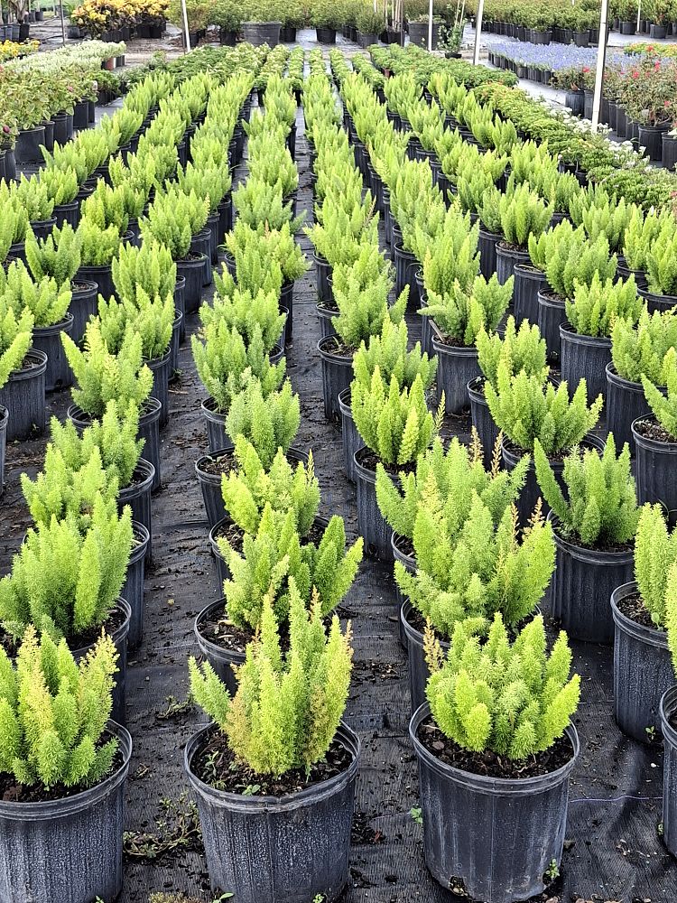 asparagus-densiflorus-meyerii-foxtail-fern-asparagus-densiflorus-myers