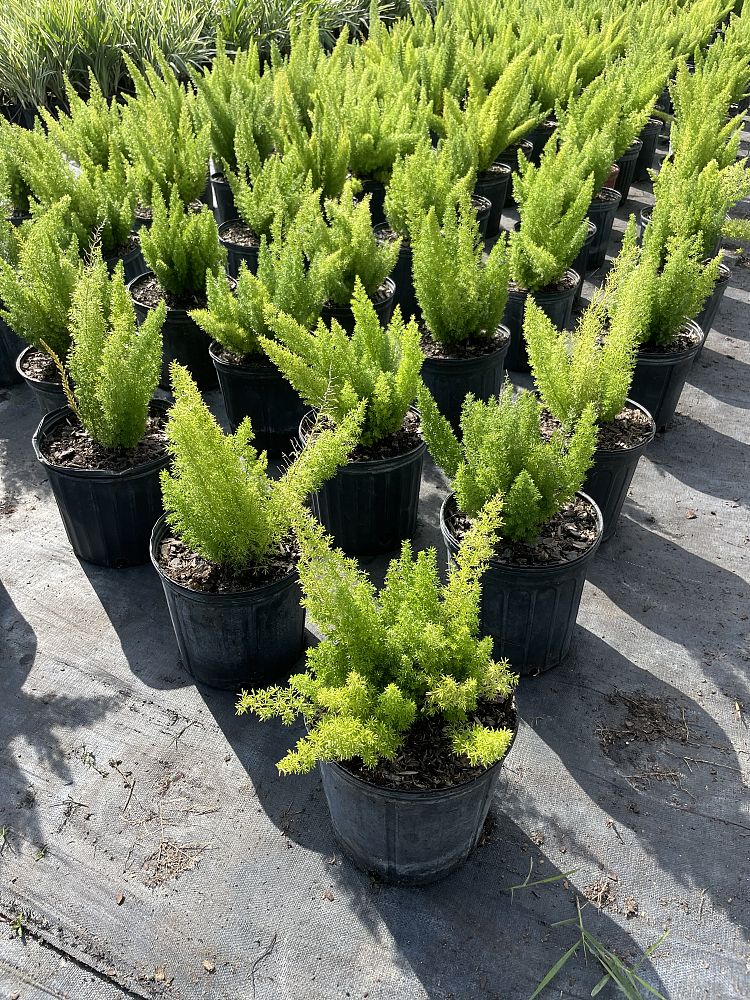 asparagus-densiflorus-meyerii-foxtail-fern-asparagus-densiflorus-myers