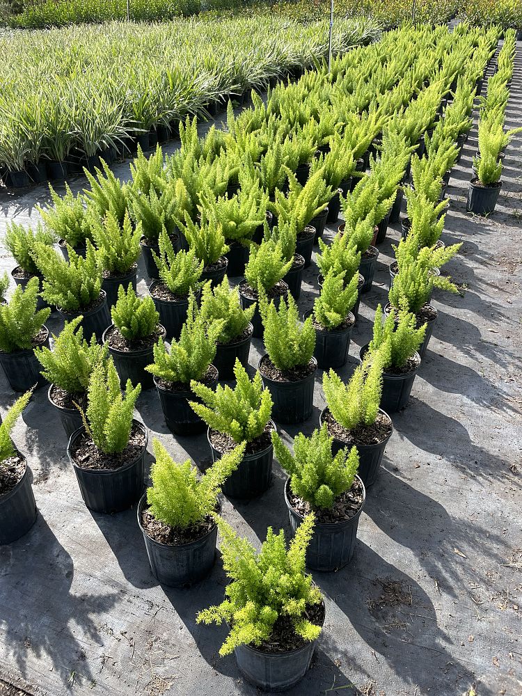 asparagus-densiflorus-meyerii-foxtail-fern-asparagus-densiflorus-myers