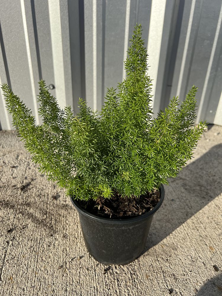 asparagus-densiflorus-meyerii-foxtail-fern-asparagus-densiflorus-myers