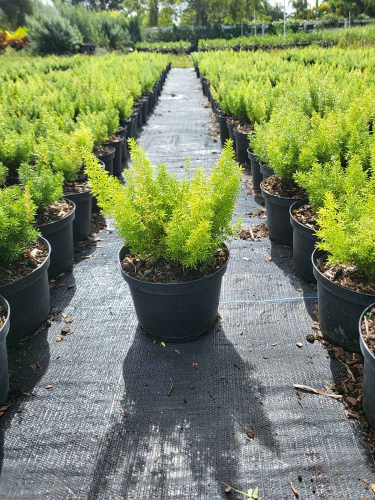 asparagus-densiflorus-meyerii-foxtail-fern-asparagus-densiflorus-myers