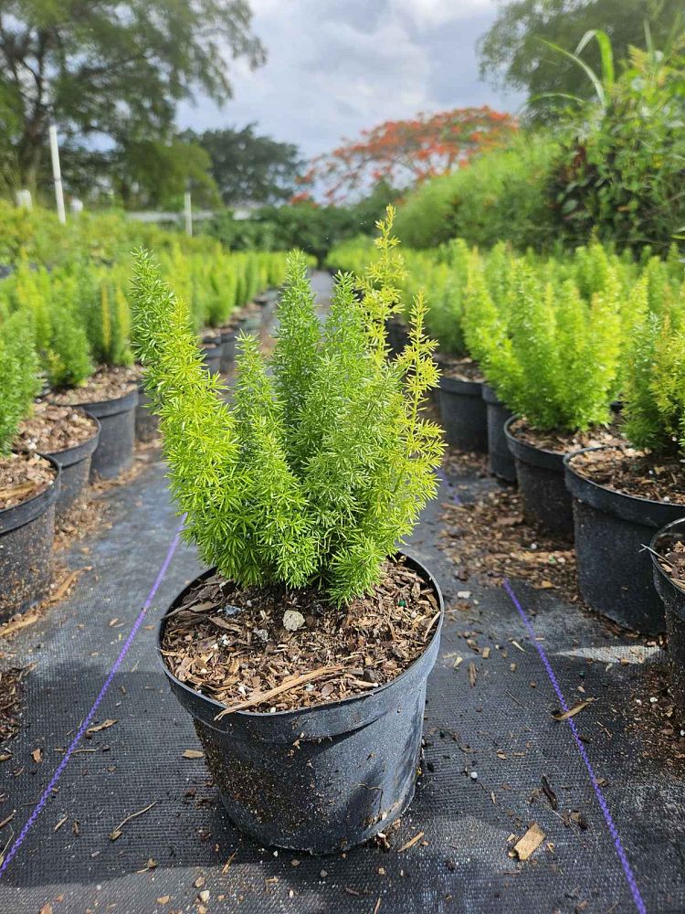 asparagus-densiflorus-meyerii-foxtail-fern-asparagus-densiflorus-myers