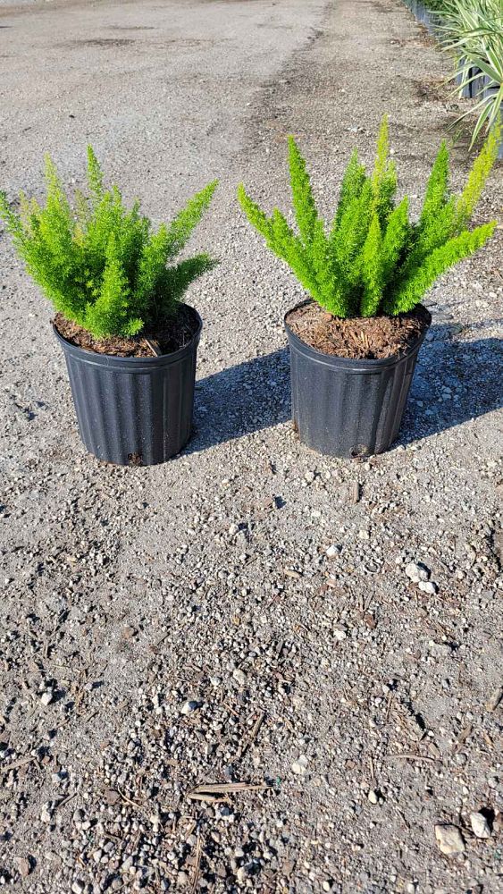 asparagus-densiflorus-meyerii-foxtail-fern-asparagus-densiflorus-myers