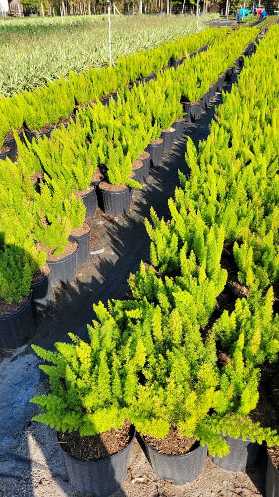 asparagus-densiflorus-meyerii-foxtail-fern-asparagus-densiflorus-myers