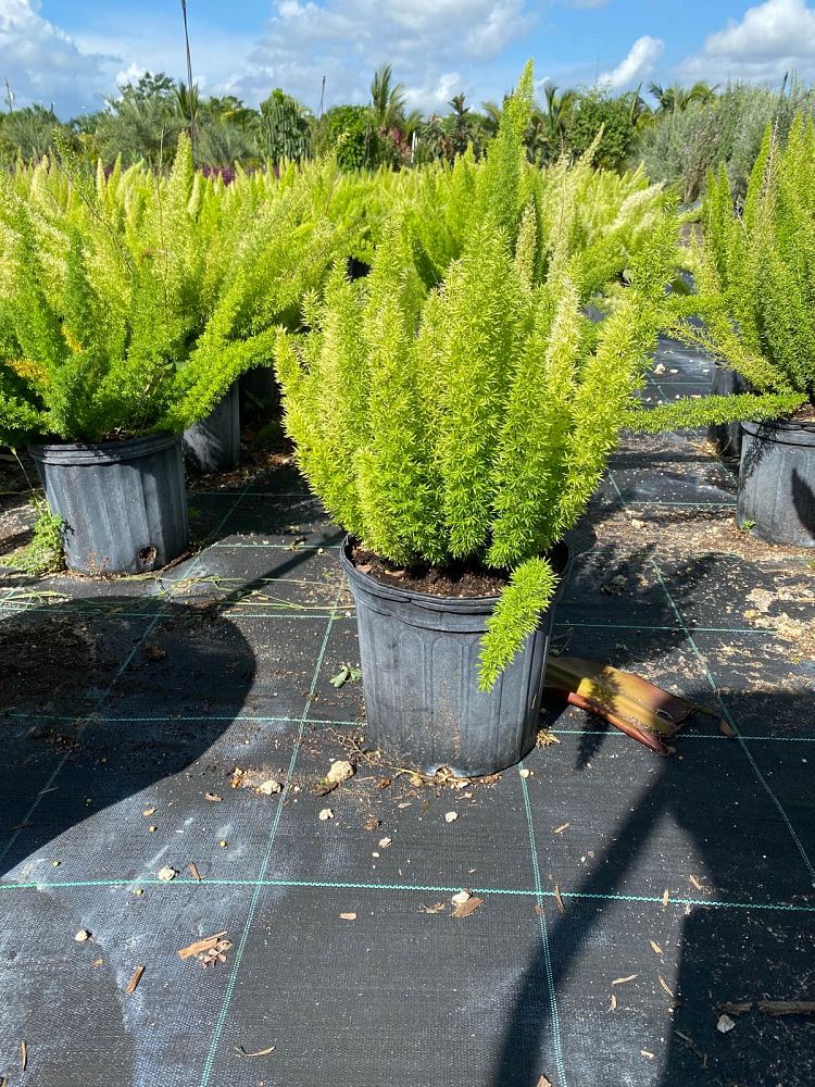 asparagus-densiflorus-meyerii-foxtail-fern-asparagus-densiflorus-myers