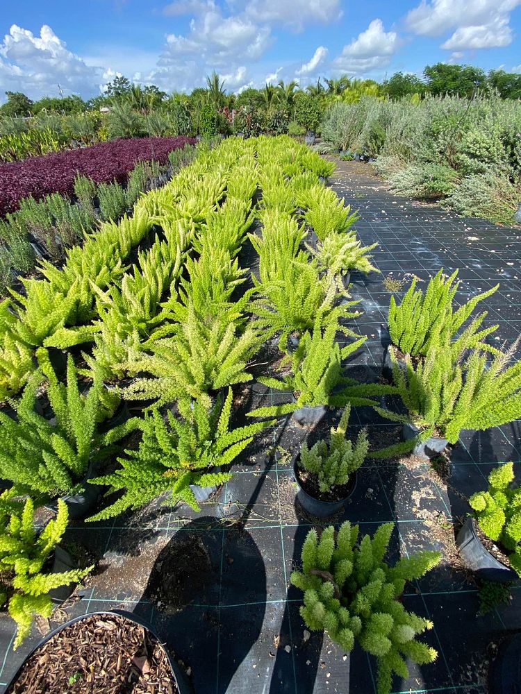 asparagus-densiflorus-meyerii-foxtail-fern-asparagus-densiflorus-myers