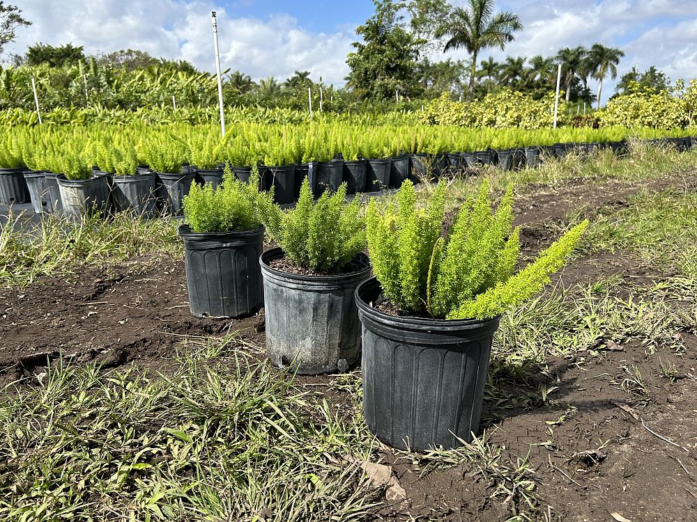 asparagus-densiflorus-meyerii-foxtail-fern-asparagus-densiflorus-myers