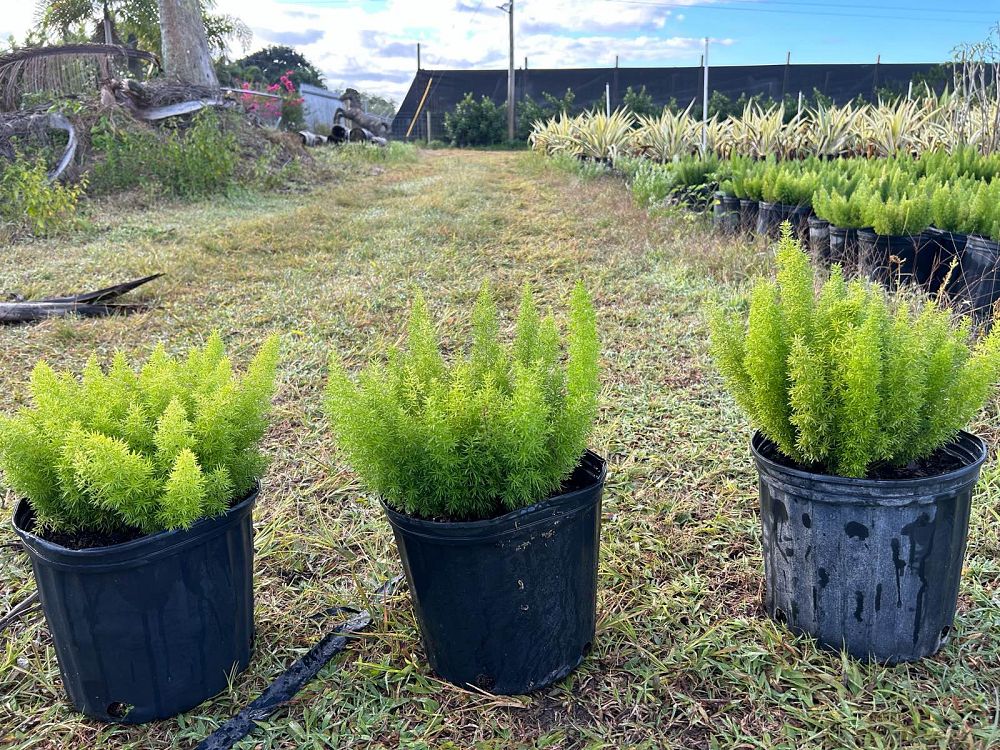 asparagus-densiflorus-meyerii-foxtail-fern-asparagus-densiflorus-myers