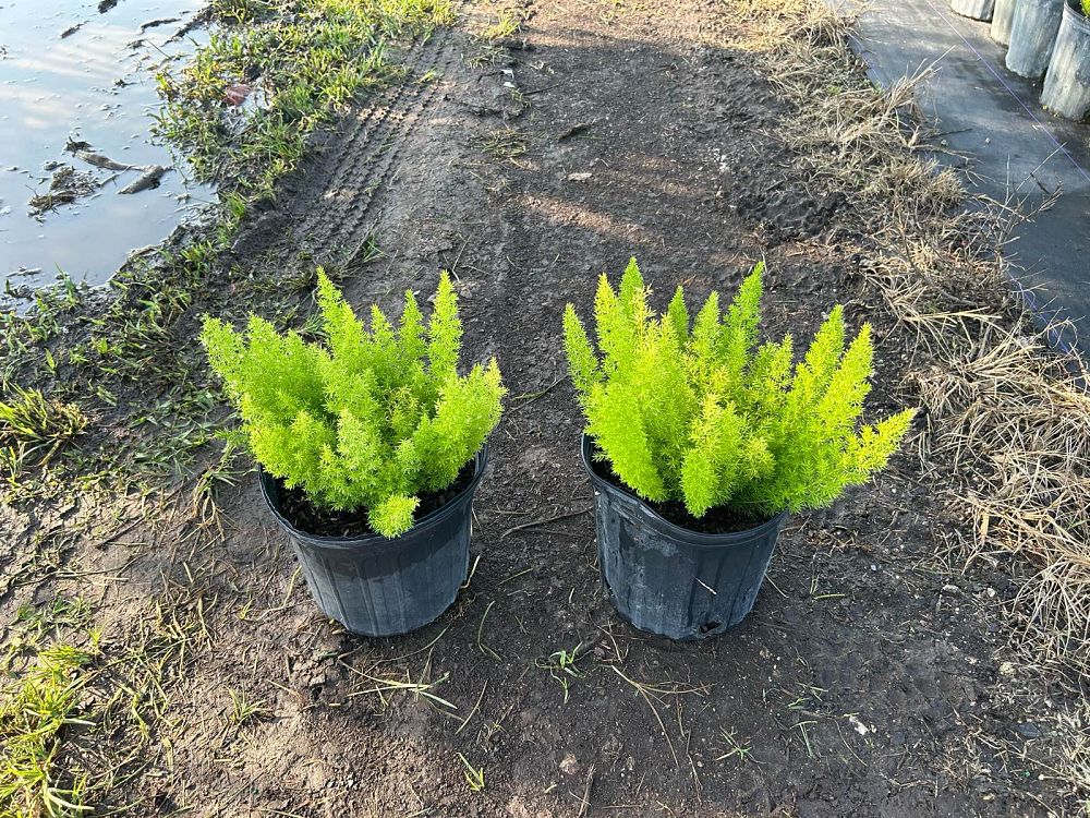 asparagus-densiflorus-meyerii-foxtail-fern-asparagus-densiflorus-myers