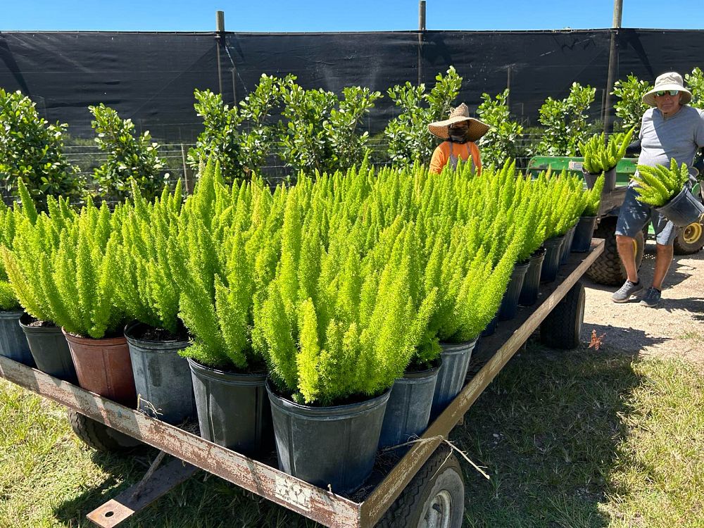 asparagus-densiflorus-meyerii-foxtail-fern-asparagus-densiflorus-myers
