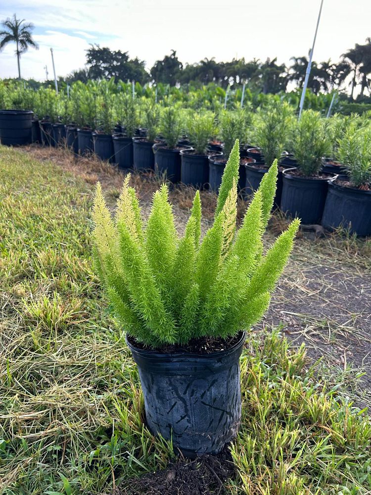 asparagus-densiflorus-meyerii-foxtail-fern-asparagus-densiflorus-myers
