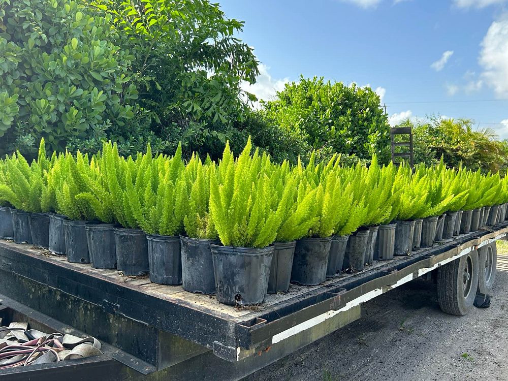 asparagus-densiflorus-meyerii-foxtail-fern-asparagus-densiflorus-myers