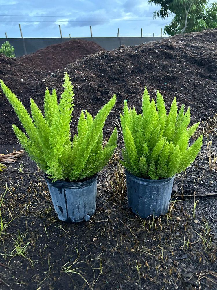 asparagus-densiflorus-meyerii-foxtail-fern-asparagus-densiflorus-myers