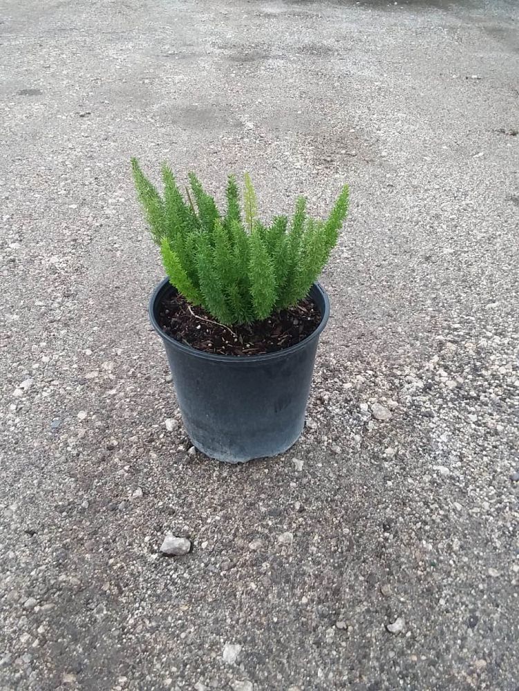 asparagus-densiflorus-meyerii-foxtail-fern-asparagus-densiflorus-myers
