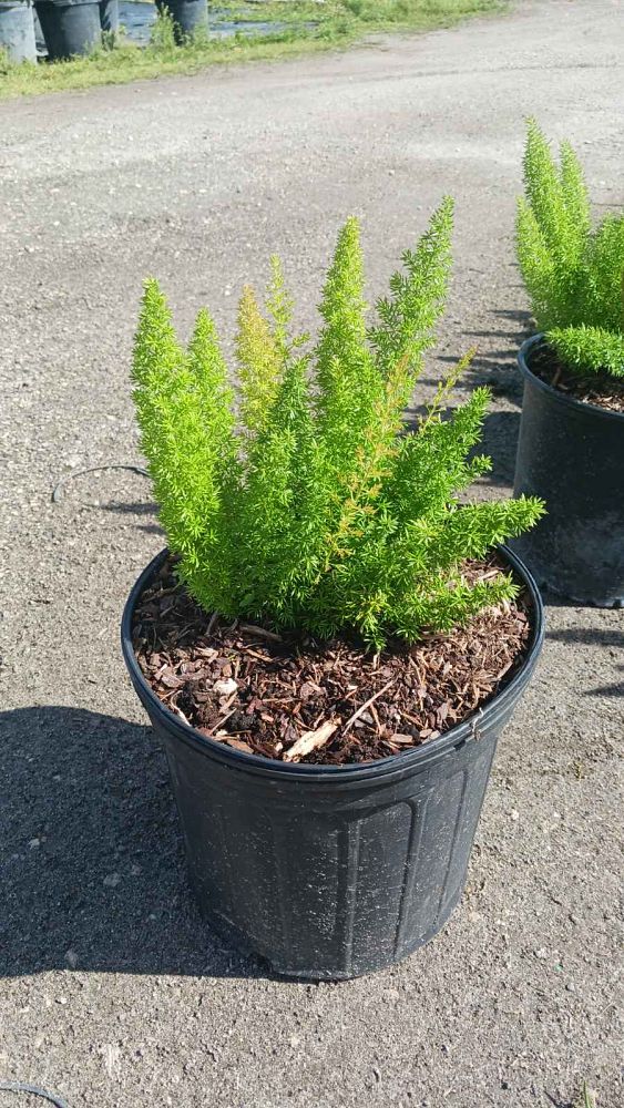 asparagus-densiflorus-meyerii-foxtail-fern-asparagus-densiflorus-myers