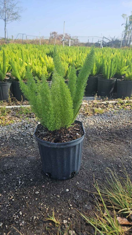 asparagus-densiflorus-meyerii-foxtail-fern-asparagus-densiflorus-myers
