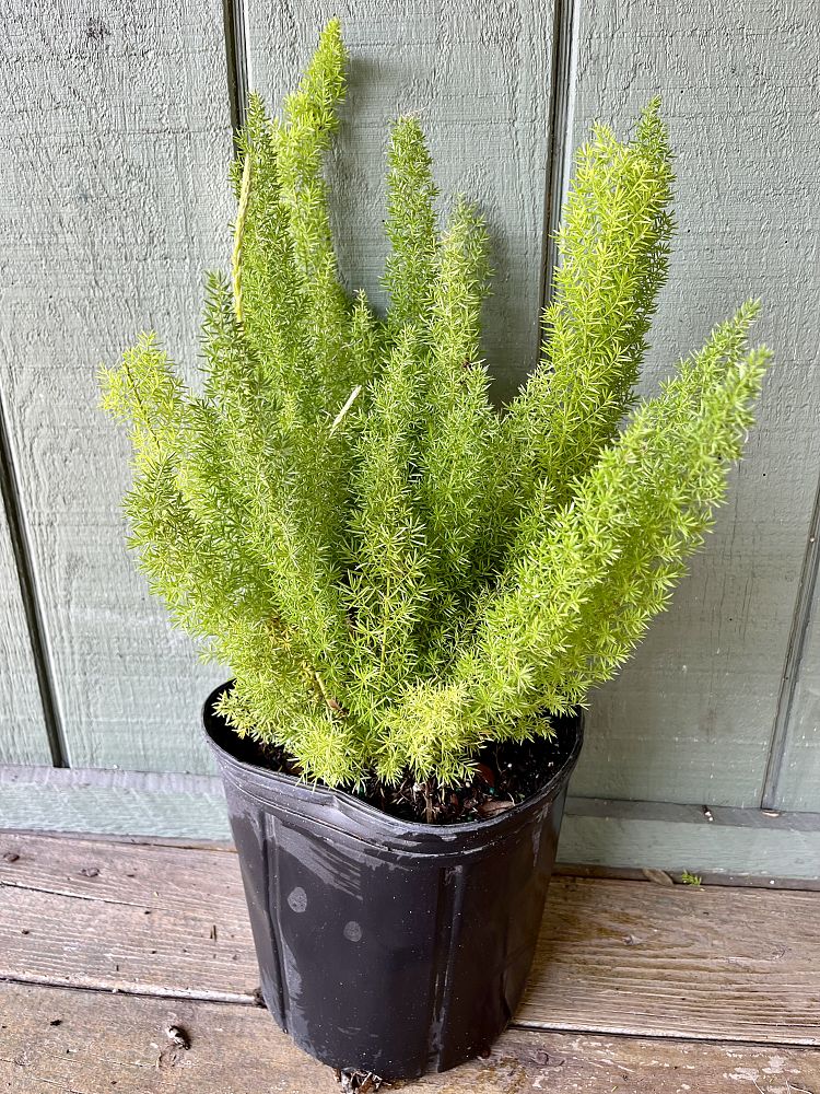 asparagus-densiflorus-meyerii-foxtail-fern-asparagus-densiflorus-myers