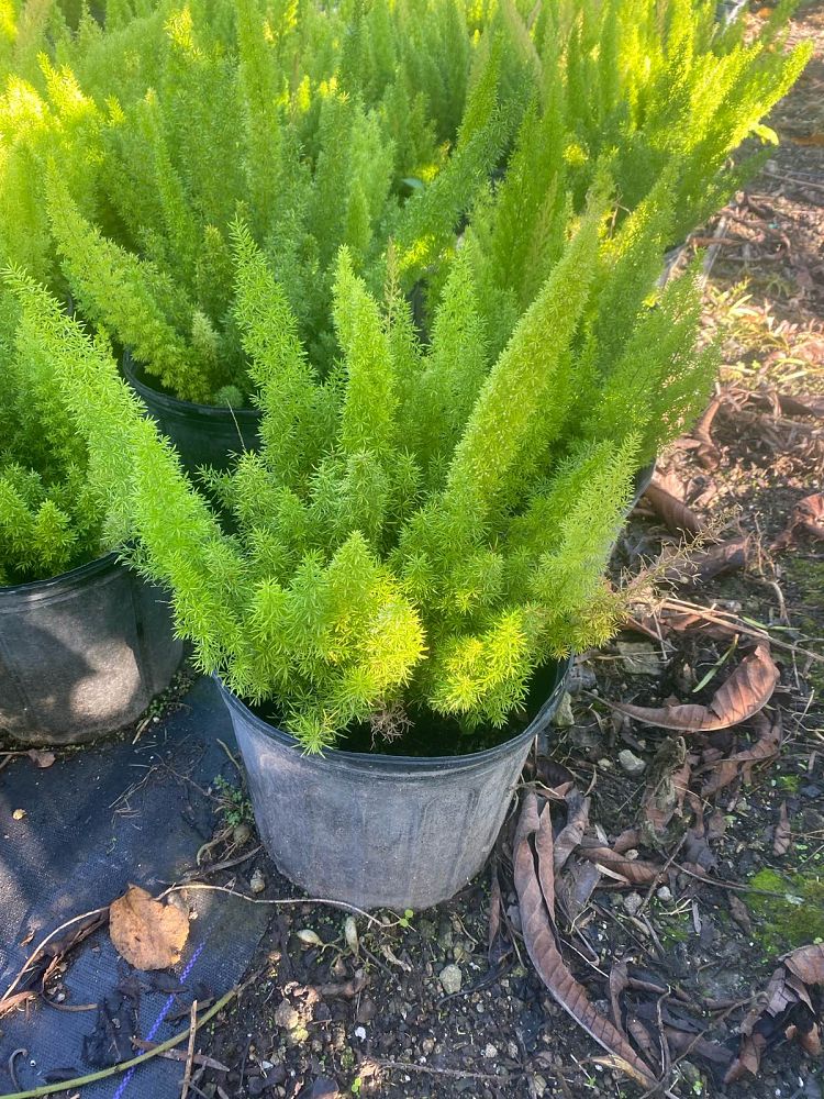 asparagus-densiflorus-meyerii-foxtail-fern-asparagus-densiflorus-myers