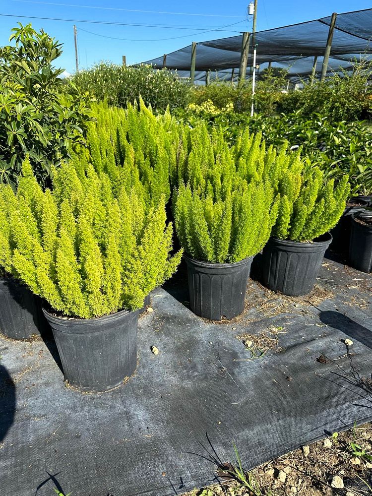 asparagus-densiflorus-meyerii-foxtail-fern-asparagus-densiflorus-myers