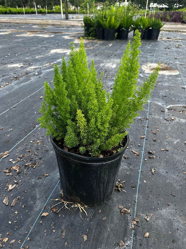 asparagus-densiflorus-meyerii-foxtail-fern-asparagus-densiflorus-myers
