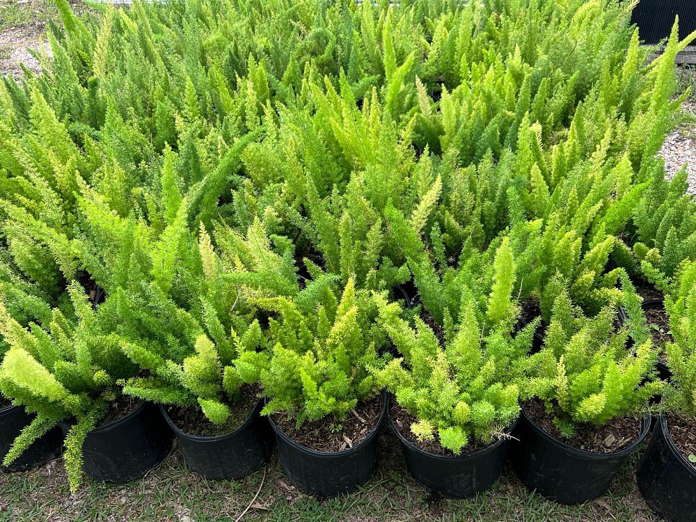 asparagus-densiflorus-meyerii-foxtail-fern-asparagus-densiflorus-myers