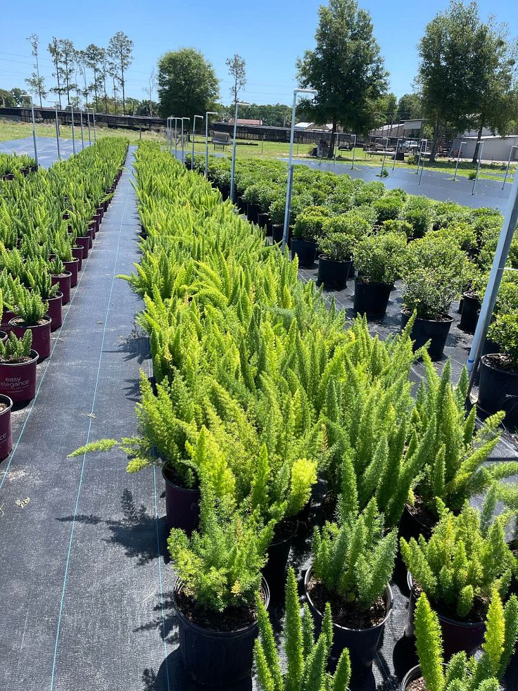 asparagus-densiflorus-meyerii-foxtail-fern-asparagus-densiflorus-myers