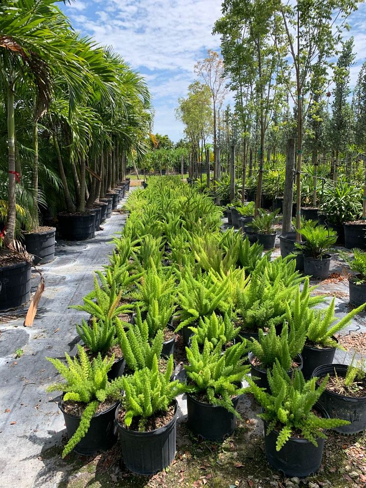 asparagus-densiflorus-meyerii-foxtail-fern-asparagus-densiflorus-myers