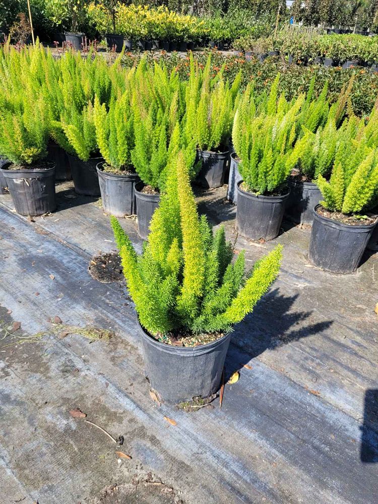 asparagus-densiflorus-meyerii-foxtail-fern-asparagus-densiflorus-myers