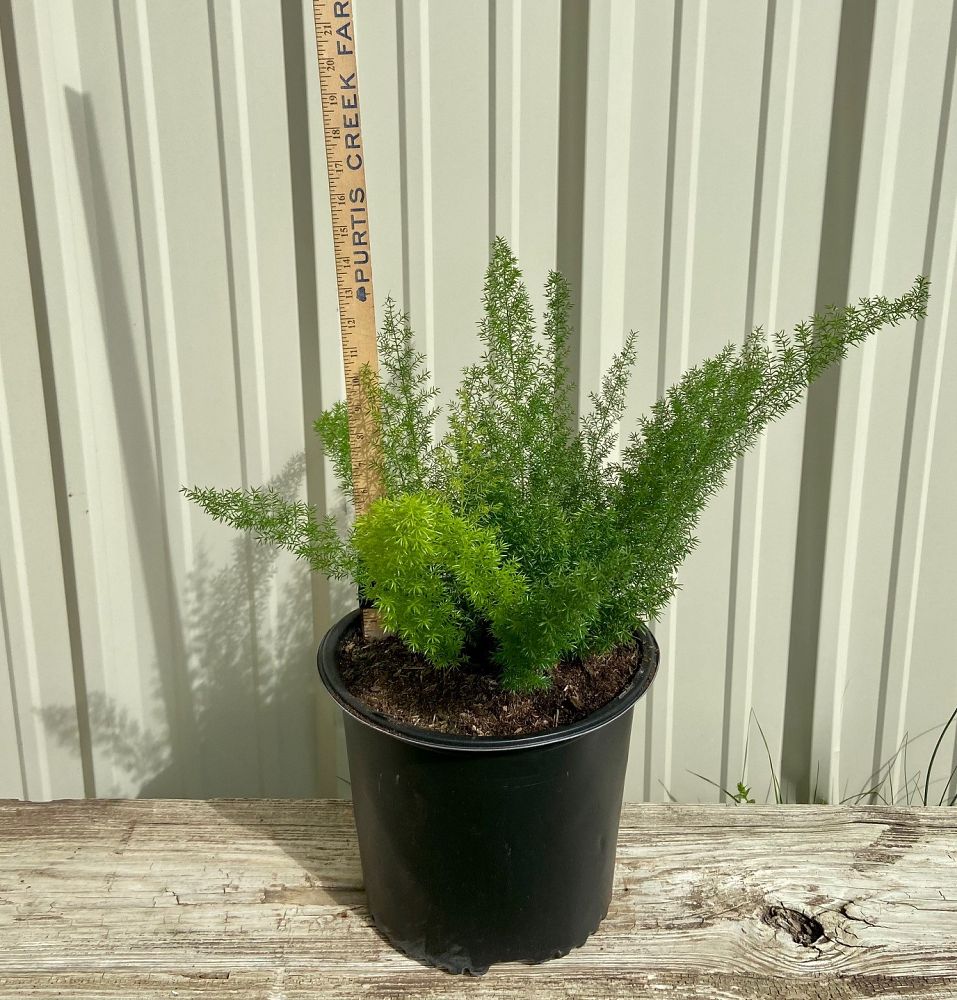 asparagus-densiflorus-meyerii-foxtail-fern-asparagus-densiflorus-myers