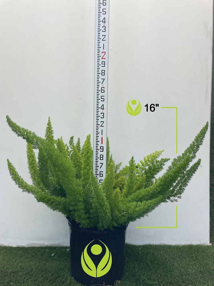 asparagus-densiflorus-meyerii-foxtail-fern-asparagus-densiflorus-myers