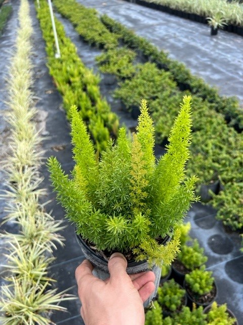 asparagus-densiflorus-meyerii-foxtail-fern-asparagus-densiflorus-myers