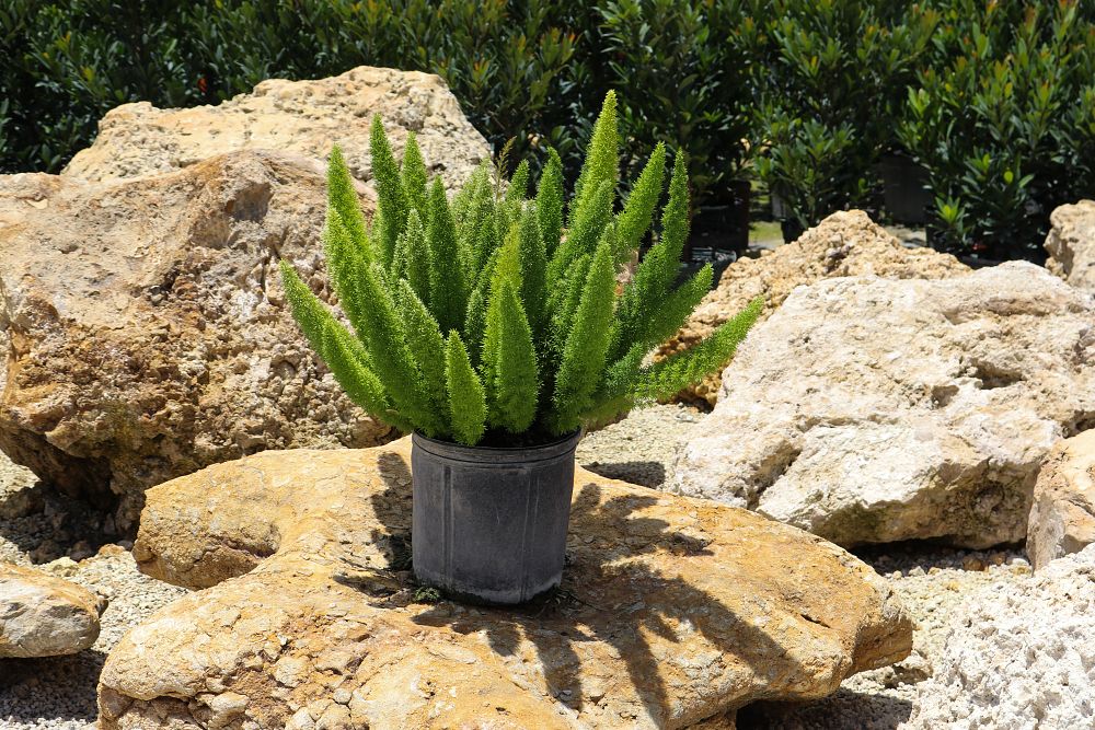 asparagus-densiflorus-meyerii-foxtail-fern-asparagus-densiflorus-myers