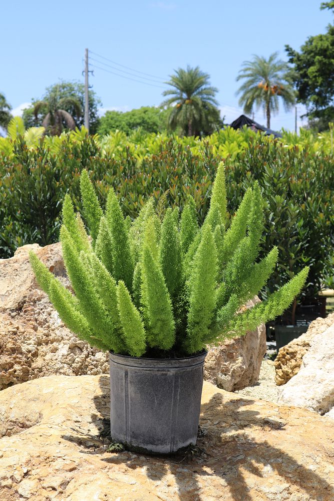 asparagus-densiflorus-meyerii-foxtail-fern-asparagus-densiflorus-myers