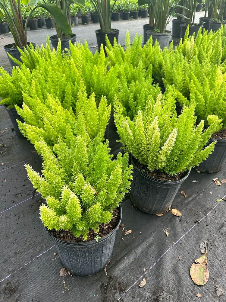 asparagus-densiflorus-meyerii-foxtail-fern-asparagus-densiflorus-myers