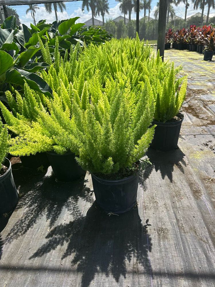 asparagus-densiflorus-meyerii-foxtail-fern-asparagus-densiflorus-myers