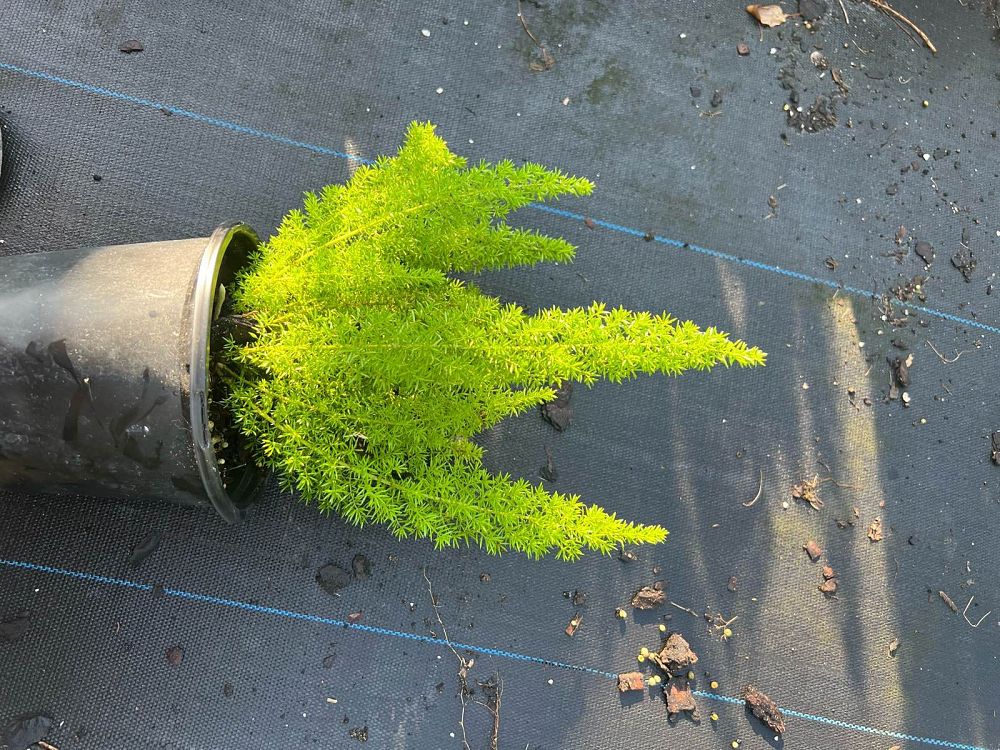 asparagus-densiflorus-meyerii-foxtail-fern-asparagus-densiflorus-myers