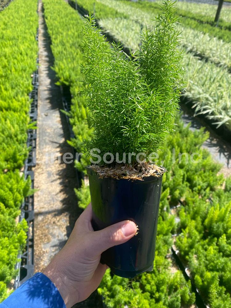 asparagus-densiflorus-meyerii-foxtail-fern-asparagus-densiflorus-myers