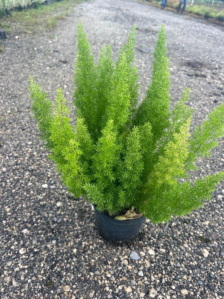 asparagus-densiflorus-meyerii-foxtail-fern-asparagus-densiflorus-myers